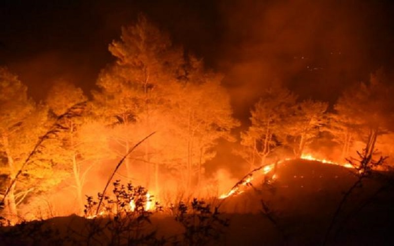 Nenek-Nenek Diduga Dalangi Karhutla di Samosir, Alasannya Mau Tanam Jagung