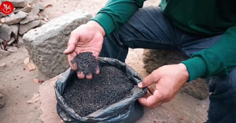 Beras Hitam Ditemukan di Area Situs Kuno Istana Majapahit, Ternyata Khusus untuk Para Raja