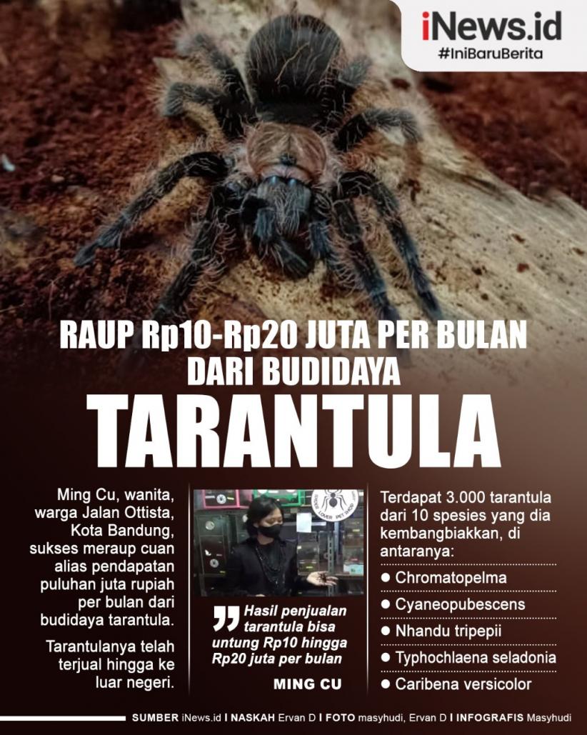 Infografis Raup Cuan Rp10-Rp20 Juta per Bulan dari Budi Daya Tarantula 