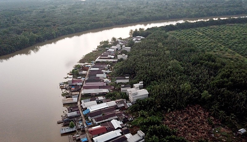 Penampakan dari Udara Hutan Mangrove Beralih Fungsi Menjadi Perkebunan Sawit - Bagian 2