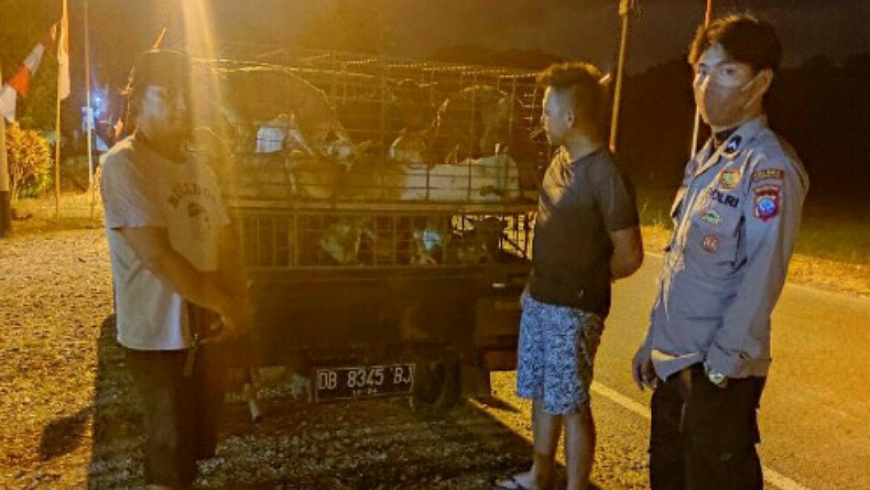 Cegah PMK, Hewan Ternak yang Melintas di Jalan Trans Sulawesi Tetap Diperiksa