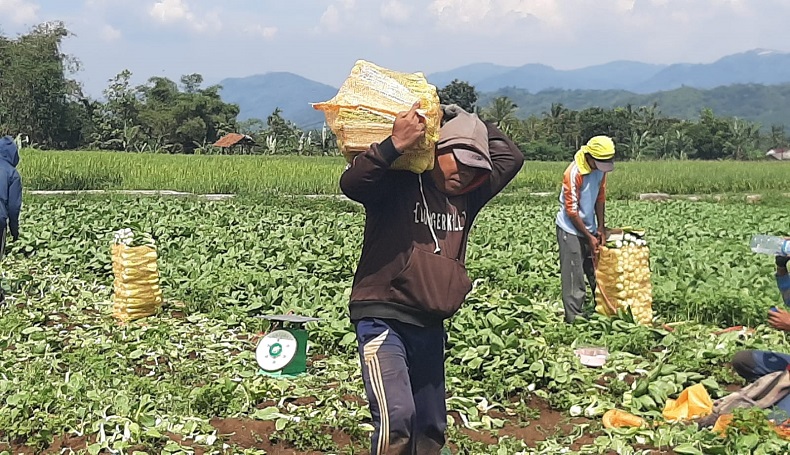Harga Pupuk Nonsubsidi Mahal, Bupati Sukabumi dan Mentan Diminta Turun Tangan