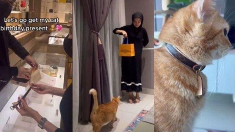  Wuih, Kucing di Malaysia Ini Dapat Hadiah Ulang Tahun Kalung Seharga Rp5 Juta 