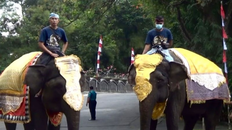 Gajah, Ular Piton dan Kakaktua Ikut Upacara HUT ke-77 RI di Bali