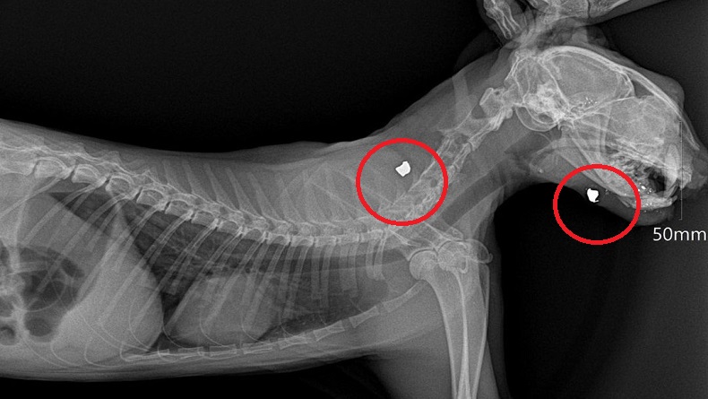 Viral Kucing Ditembak Mati di Bandung Alami Luka di Kepala dan Leher, Bola Mata Hancur