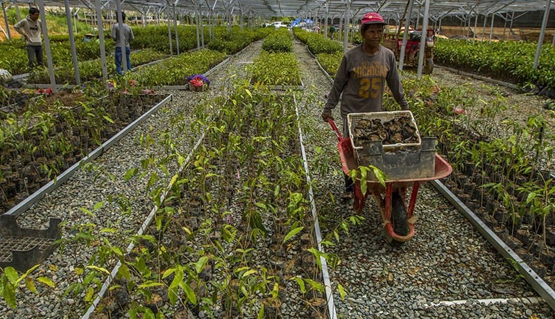 Pusat Persemaian Bibit Tanaman di IKN Nusatara Produksi 15 Juta Pohon Setahun - Bagian 2