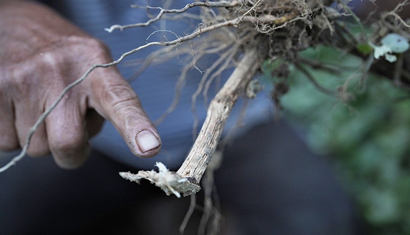 Tanaman Nilam di Desa Terawata Kolaka Timur Diserang Hama Cacing - Bagian 2
