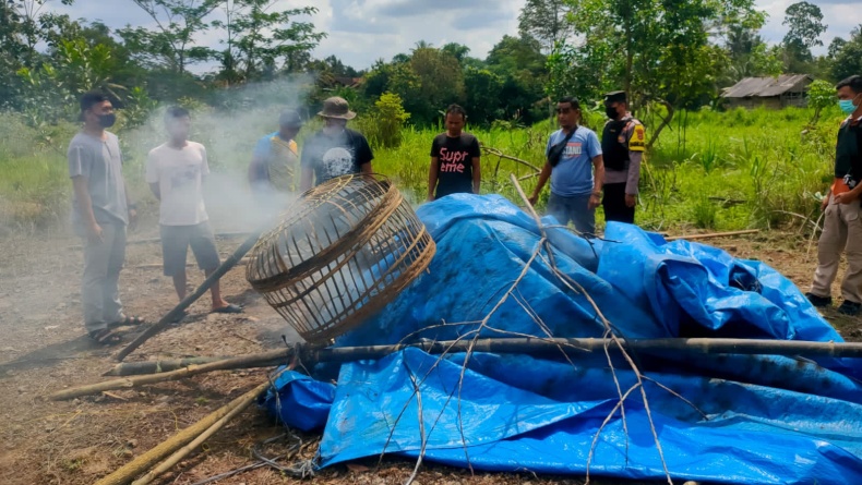 Polisi Gerebek Lokasi Sabung Ayam di Pringsewu, Cuma Temukan Kurungan 