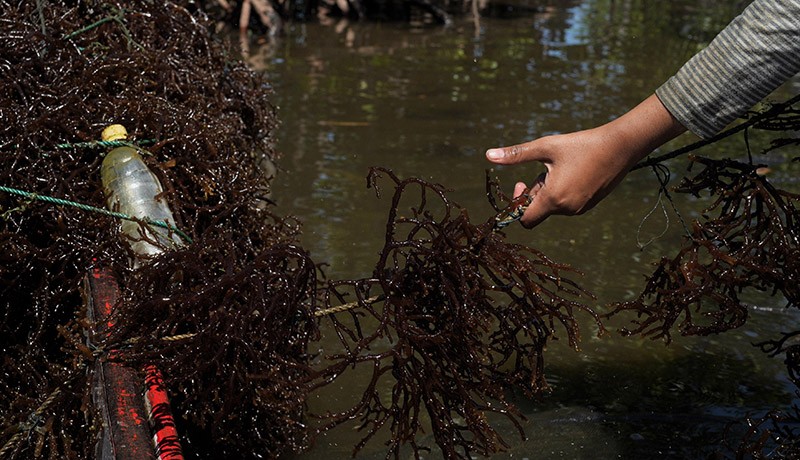Rumput Laut Diserang Hama Kutu Putih, Petani Kolaka Merugi - Bagian 3