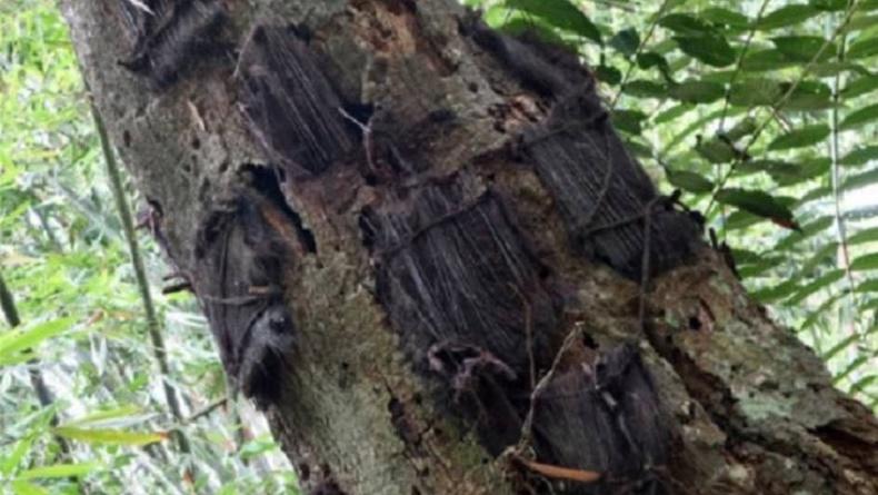 Pohon Kuburan Bayi di Toraja, Punya Daya Pikat Mistis yang Bikin Takjub Wisatawan