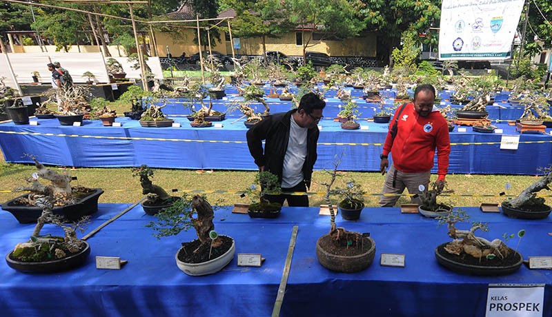 Kontes Bonsai Tingkatkan Ekonomi Kreatif dan Pariwisata Salatiga - Bagian 2