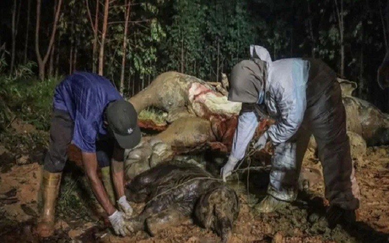 Gajah Hamil di Bengkalis Diduga Mati karena Racun