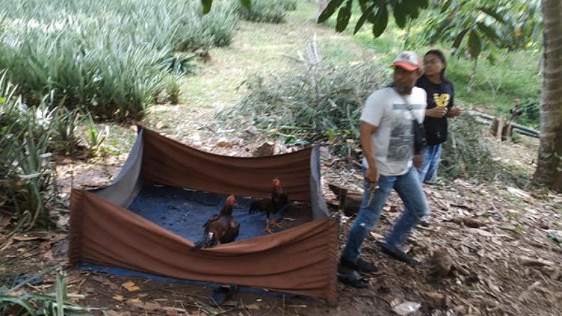 Gerebek Lokasi Judi Sabung Ayam di Passi Barat Kotamobagu, Pelaku Lari Kocar-kacir