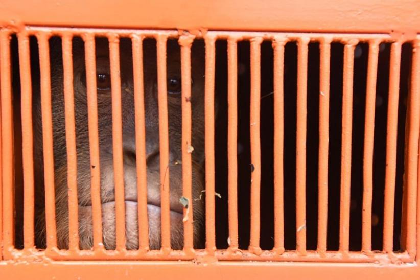 BBKSDA Sumut Terima Orang Utan Sumatera dari Madura - Bagian 2