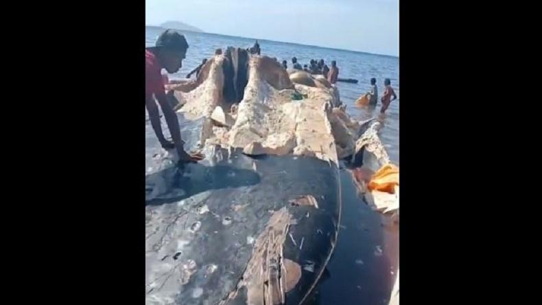 Paus Biru Terdampar di Alor, Warga Ramai-Ramai Ambil Daging hingga Tersisa Tulang