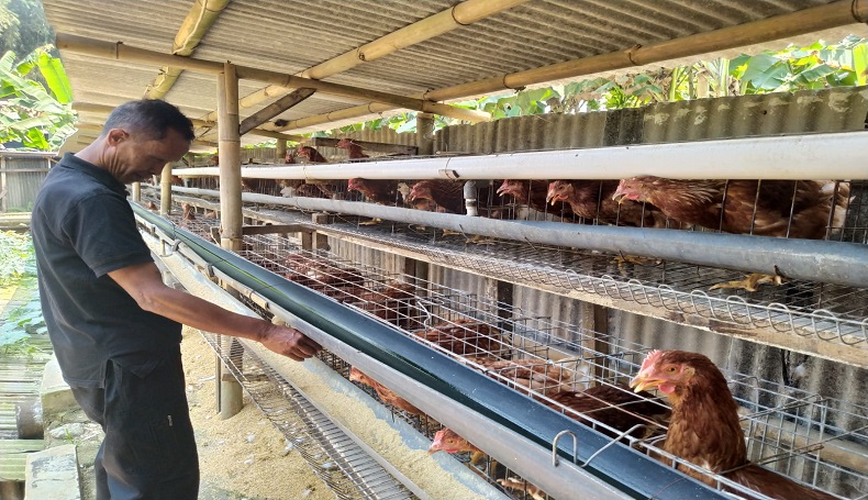 Peternak 5 Bulan Rugi gegara Harga Ayam di Bawah HPP, Minta KPPU dan Ombudsman Investigasi