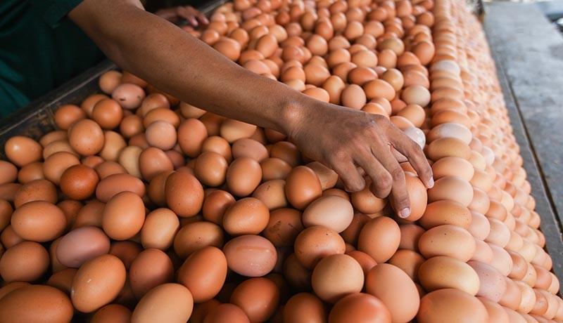 Harga Telur Ayam Terus Meroket, Omzet Pedagang di Jepara Merosot