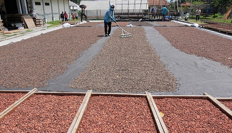 Puluhan Ton Biji Kakao Jembrana Bali Diekspor ke Asia dan Eropa - Bagian 2