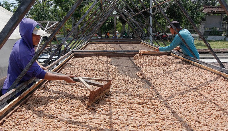 Puluhan Ton Biji Kakao Jembrana Bali Diekspor ke Asia dan Eropa - Bagian 3