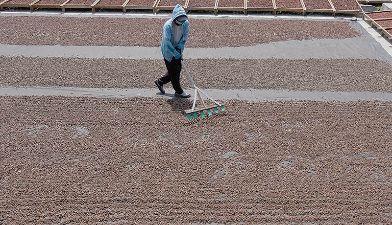 Puluhan Ton Biji Kakao Jembrana Bali Diekspor ke Asia dan Eropa - Bagian 1