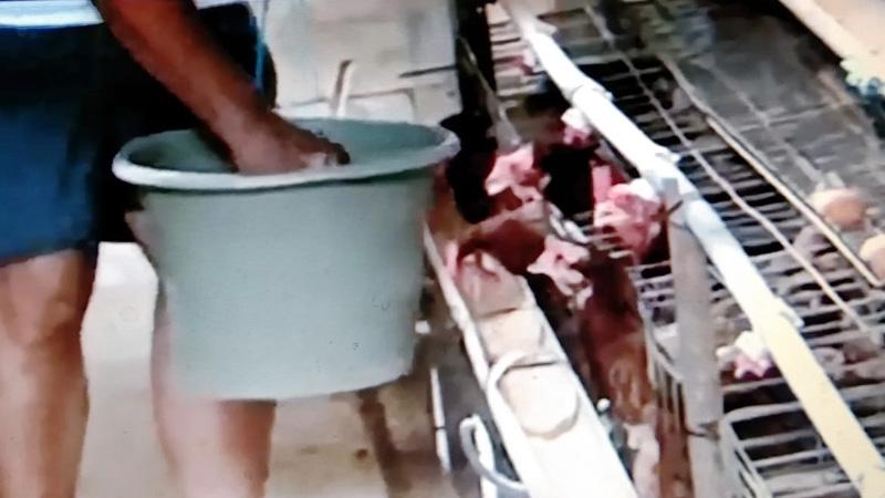 title Harga Pakan Ternak Mahal, Peternak di Cilacap Mencampur dengan Nasi Aking Harga Pakan Ternak Mahal, Peternak di Cilacap Mencampur dengan Nasi Aking