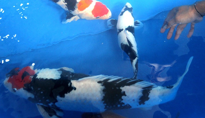 Kontes Ikan Koi Nasional Perebutkan Piala Menko PMK - Bagian 2