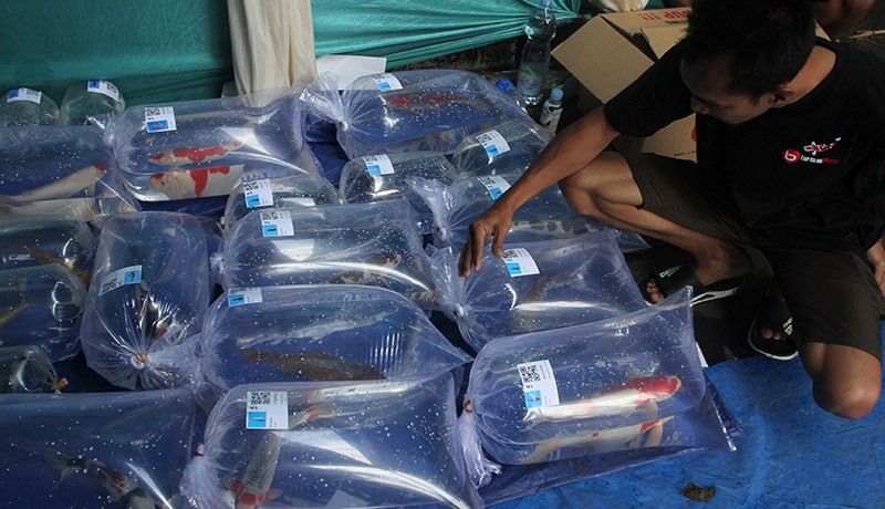 Kontes Ikan Koi Nasional Perebutkan Piala Menko PMK - Bagian 3