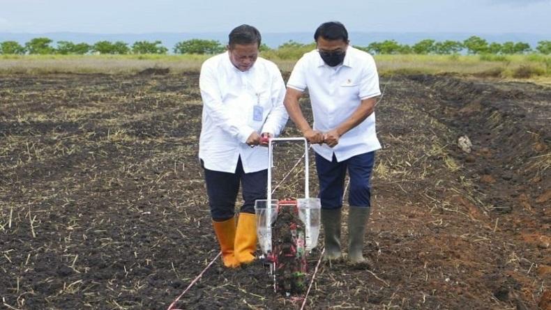 title Pemprov Jateng Perluas Lahan Tanaman Sorgum, Ini Lokasinya Pemprov Jateng Perluas Lahan Tanaman Sorgum, Ini Lokasinya