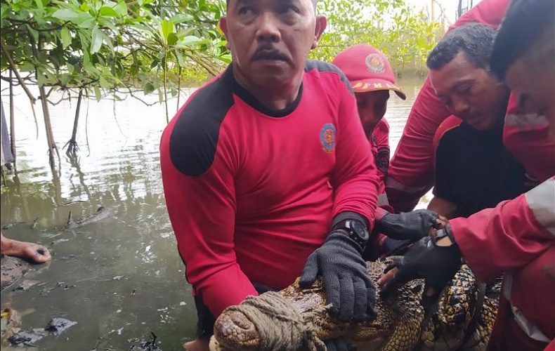 Bikin Geger, Buaya Muara Sepanjang 1,5 Meter Masuk Keramba Nelayan di Bengkulu