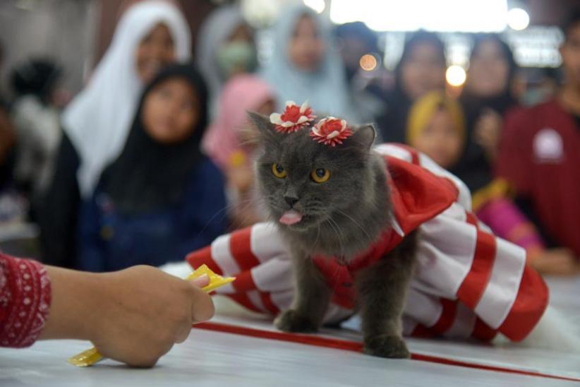 Cat Fashion Week Meriahkan Hari Kucing Sedunia di Banda Aceh - Bagian 3