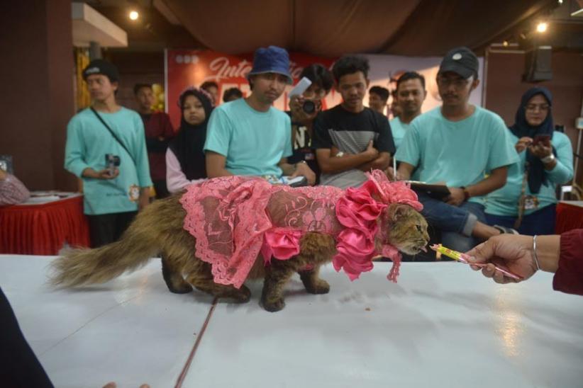 Cat Fashion Week Meriahkan Hari Kucing Sedunia di Banda Aceh - Bagian 2