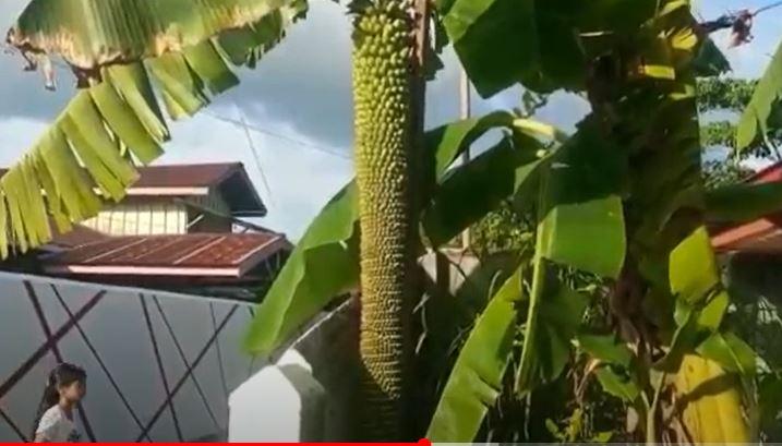 Viral Pohon Pisang Bertandan Panjang hingga 1.000 Sisir Hebohkan Warga Nunukan