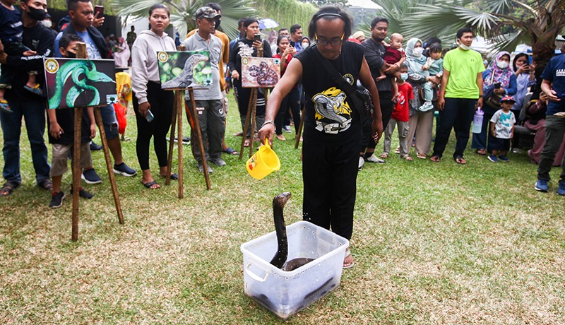 Aksi Pria Nekat Mencium Ular Berbisa Terbesar di Dunia, Begini Akhirnya - Bagian 4