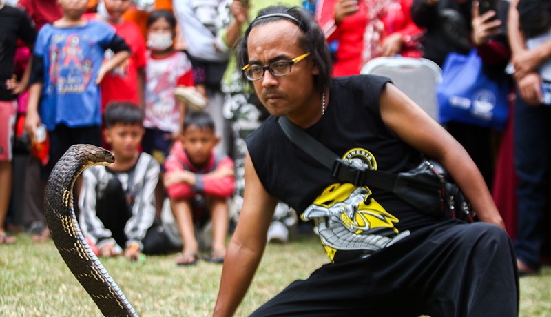 Aksi Pria Nekat Mencium Ular Berbisa Terbesar di Dunia, Begini Akhirnya - Bagian 2