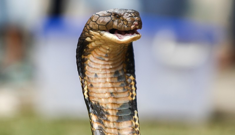 Aksi Pria Nekat Mencium Ular Berbisa Terbesar di Dunia, Begini Akhirnya - Bagian 3