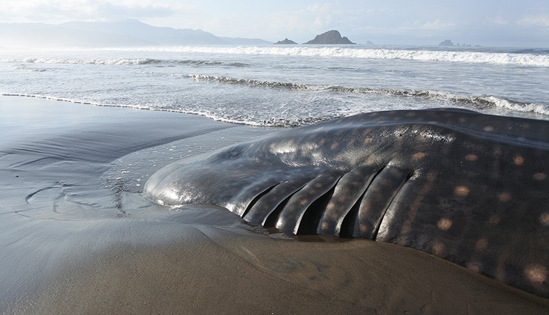 Penampakan Spesies Dilindungi Berat 1,5 Ton Terdampar di Pantai Jember - Bagian 2