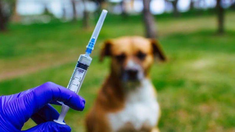 Stok Vaksin Rabies di Kepulauan Sangihe Menipis, Capaian Baru 4.327 Hewan Peliharaan 