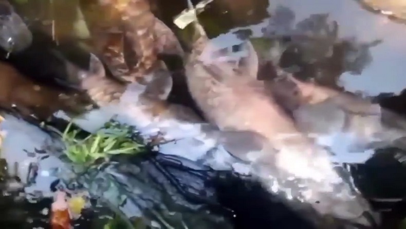 Puluhan Ikan Dewa di Cibulan Kuningan Mati, Ini Penyebabnya