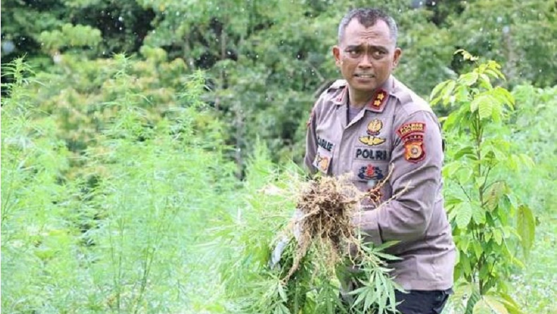 Berantas Narkoba, Polisi Musnahkan Ladang Ganja Seluas 4 Hektare di Aceh Besar