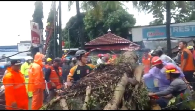 Pohon Tumbang Tutup Jalan, Arus Lalu Lintas Bogor-Sukabumi Macet