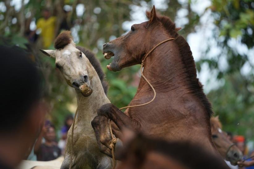 Tradisi Adu Kuda Meriahkan Sail To Indonesia di Selat Tiworo Muna Barat - Bagian 3