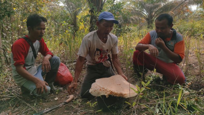 title Khasiat Madu Suar Khas Desa Mayang, Tingkatkan Kekebalan Tubuh hingga Seksualitas Khasiat Madu Suar Khas Desa Mayang, Tingkatkan Kekebalan Tubuh hingga Seksualitas