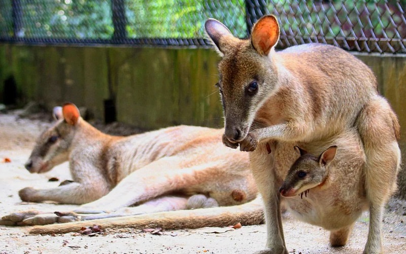 Kebun Binatang di Sumatera Utara, Cocok Untuk Rekreasi Para Pencinta Hewan