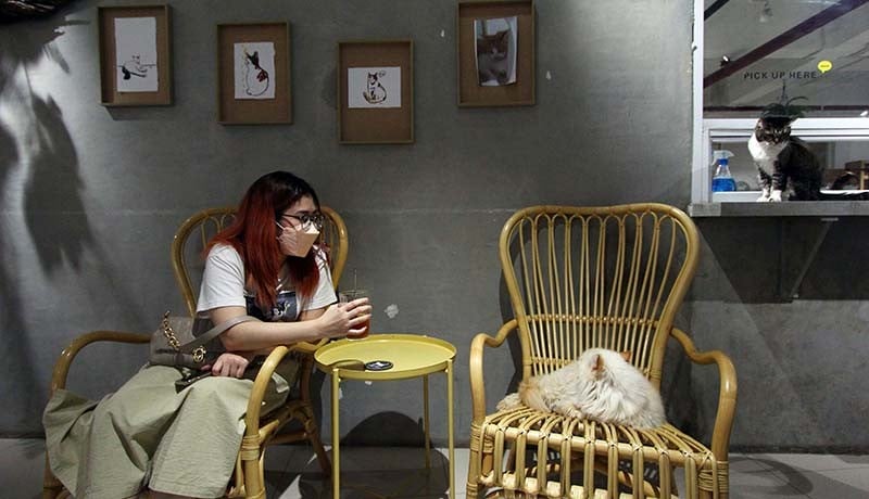 Mengunjungi Kafe Pecinta Kucing di Serpong - Bagian 4