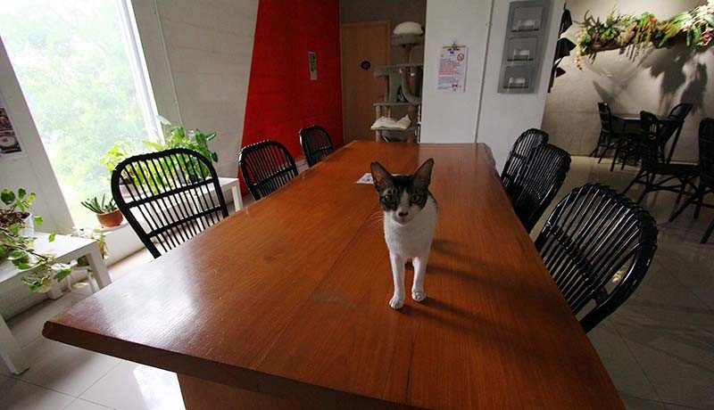 Mengunjungi Kafe Pecinta Kucing di Serpong - Bagian 2