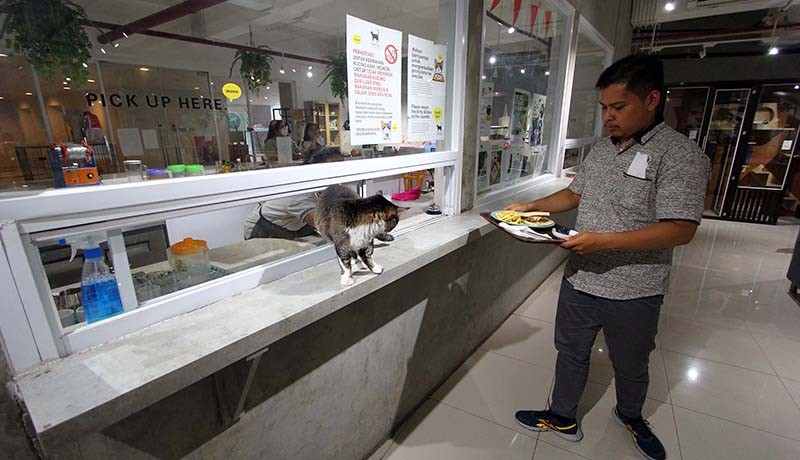 Mengunjungi Kafe Pecinta Kucing di Serpong - Bagian 3