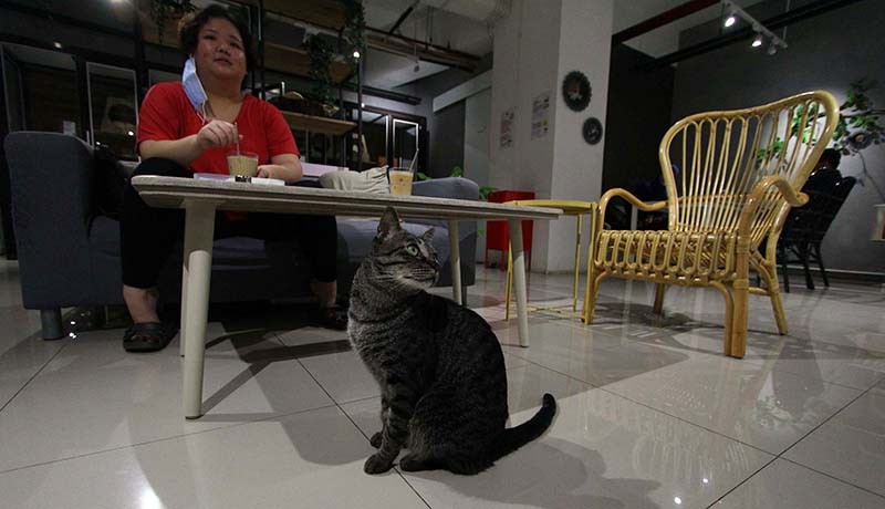 Mengunjungi Kafe Pecinta Kucing di Serpong - Bagian 1