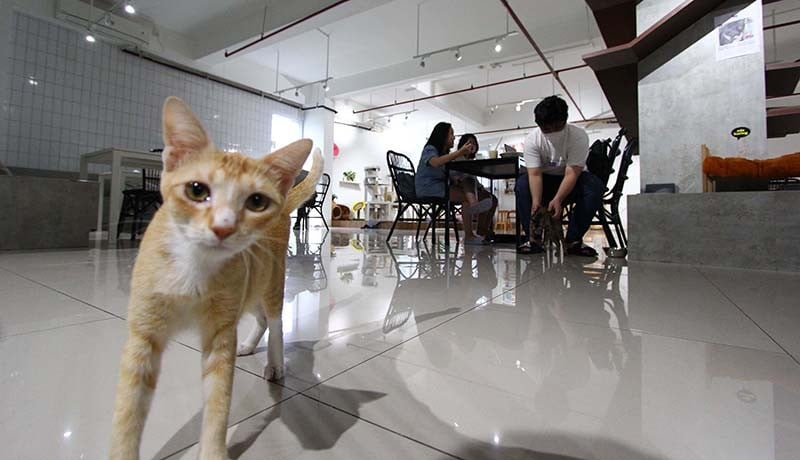 Mengunjungi Kafe Pecinta Kucing di Serpong - Bagian 5