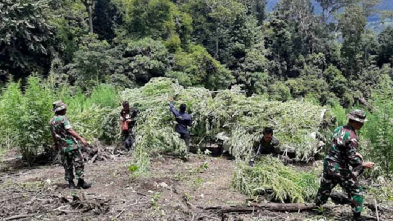 TNI Musnahkan 10.000 Tanaman Ganja di Perbukitan Kabupaten Gayo Lues Aceh