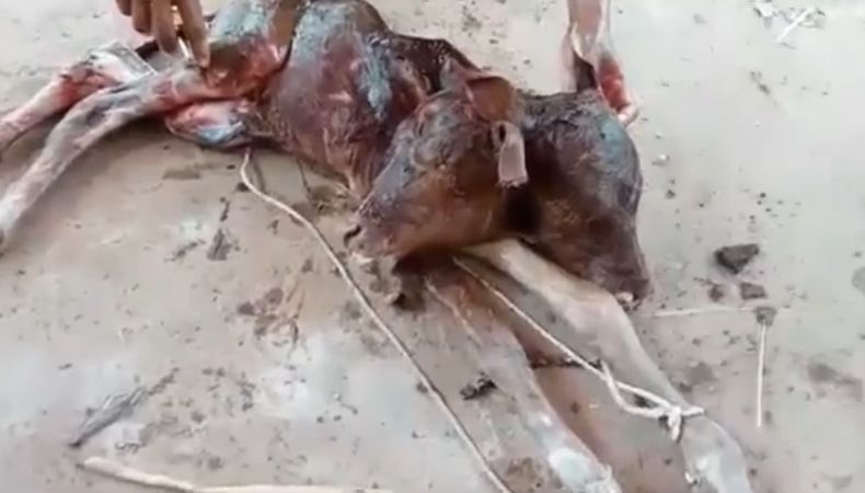 Anak Sapi di Tuban Lahir Berkepala Dua, Warga Gempar